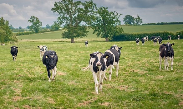 Heifers grazing in a field